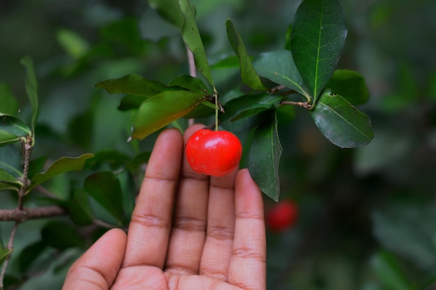 Primer plano de una fresa en la mano