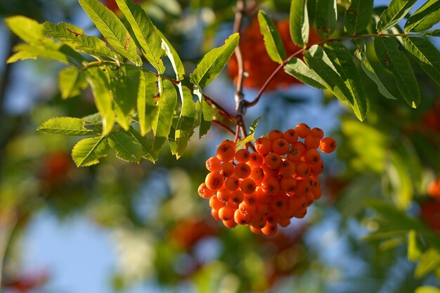 Primer plano de una fresa que crece en un árbol