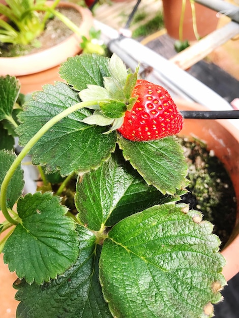 Foto primer plano de la fresa que crece en la planta