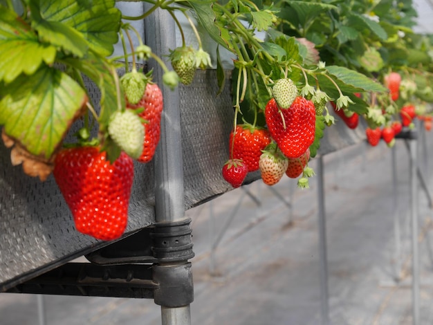 Primer plano de las fresas colgando de la planta