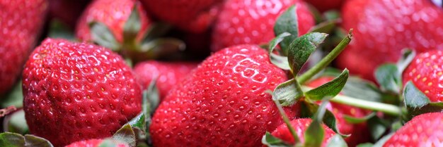 Primer plano de fresas frescas maduras o frutas jugosas recogidas alimentos saludables y nutrición vitamina y