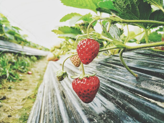 Primer plano de las fresas frescas que crecen en la granja