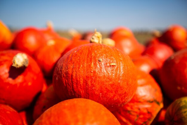 Foto primer plano de las fresas