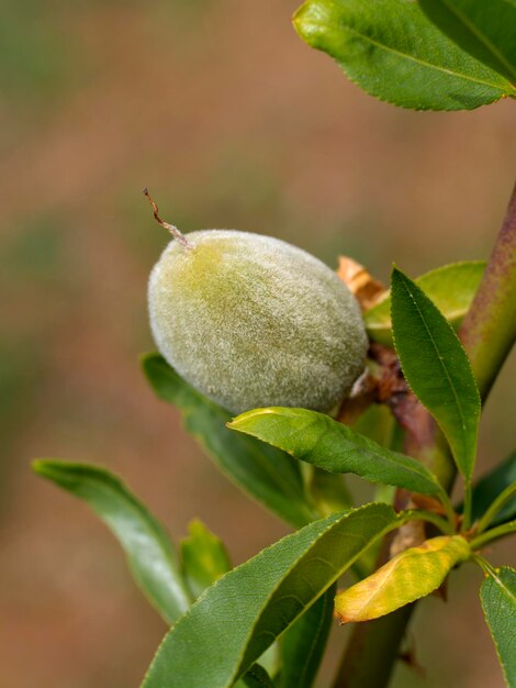 Primer plano de la fruta de almendras en la rama de un árbol en la isla de Evia en Grecia