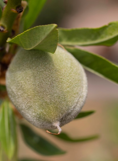 Primer plano de la fruta de almendras en la rama de un árbol en la isla de Evia en Grecia