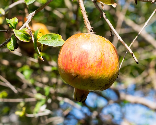 Foto primer plano de la fruta en el árbol