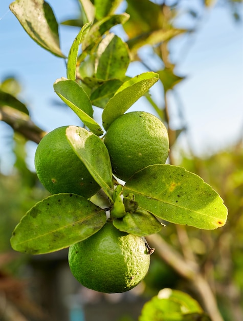 Foto primer plano de la fruta en el árbol