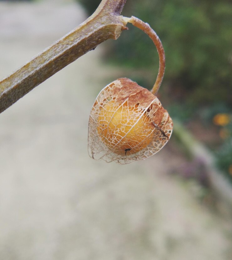 Foto primer plano de la fruta en el árbol