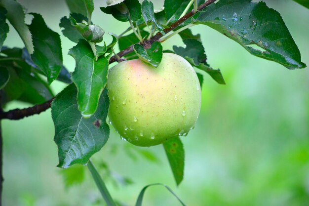 Foto primer plano de la fruta en el árbol