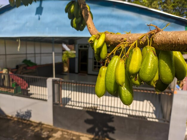 Foto un primer plano de la fruta averrhoa bilimbi todavía colgando del árbol comúnmente conocido como árbol de pepino bilimbi o acedera de árbol un árbol frutal del género averrhoa familia oxalidaceae