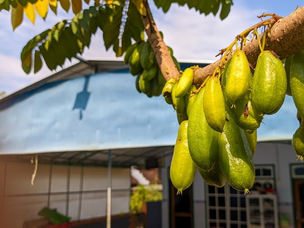 Foto un primer plano de la fruta averrhoa bilimbi todavía colgando del árbol comúnmente conocido como árbol de pepino bilimbi o acedera de árbol un árbol frutal del género averrhoa familia oxalidaceae