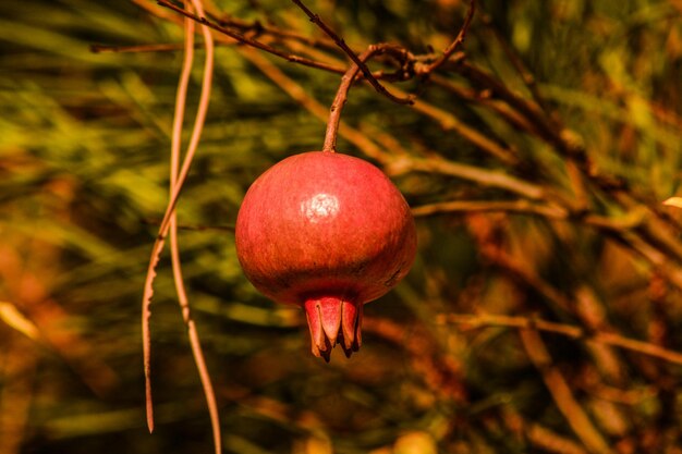 Foto primer plano de una fruta colgada en un árbol