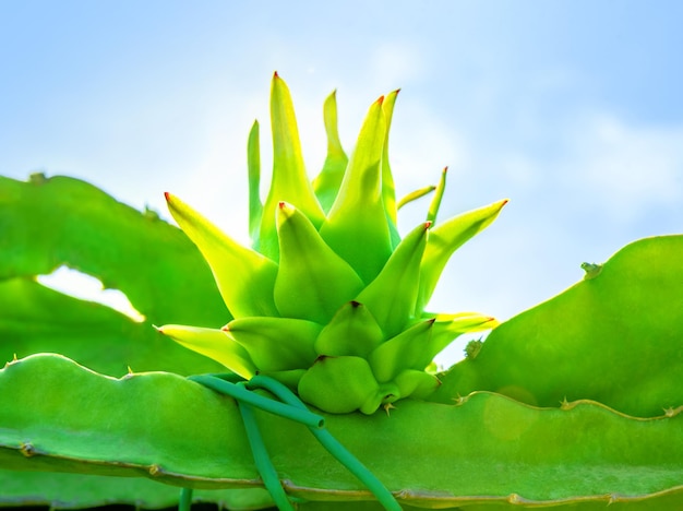 Primer plano de una fruta de dragón madura que crece en una planta en una plantación contra el cielo azul