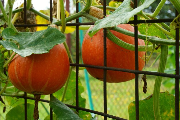 Foto primer plano de la fruta de la naranja