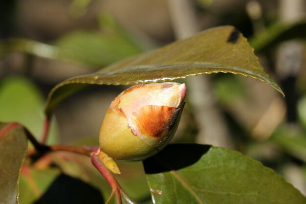 Foto primer plano de la fruta en la planta