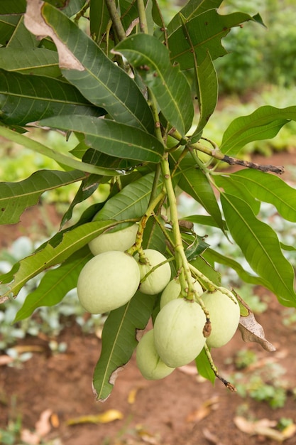 Primer plano de la fruta que crece en el árbol