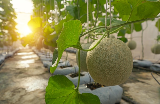 Foto primer plano de la fruta que crece en el árbol