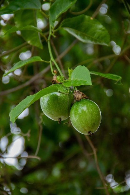 Foto primer plano de la fruta que crece en el árbol