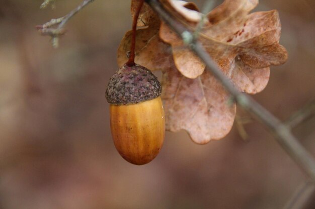 Foto primer plano de la fruta que crece en el árbol