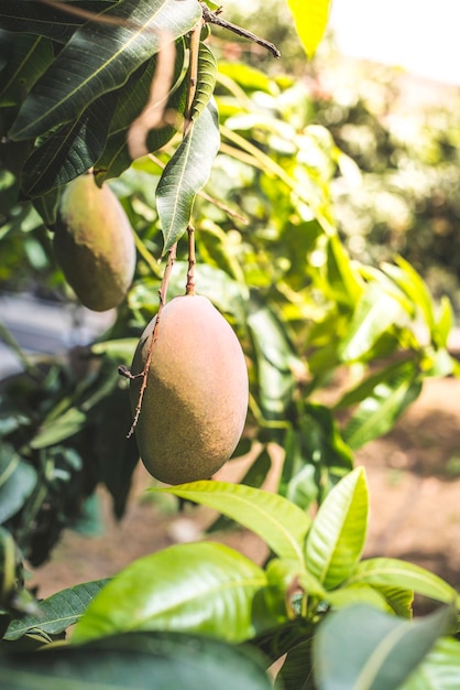 Foto primer plano de la fruta que crece en el árbol