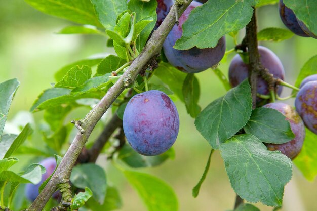 Foto primer plano de la fruta que crece en el árbol