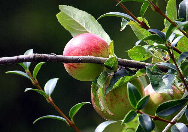 Foto primer plano de la fruta que crece en el árbol