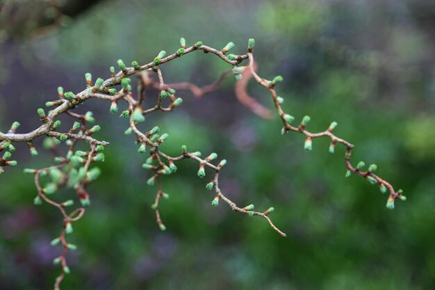 Foto primer plano de la fruta que crece en el árbol