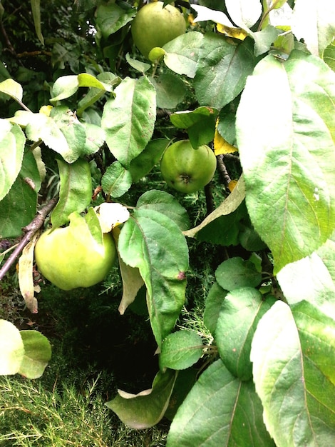 Primer plano de la fruta que crece en el árbol