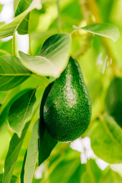 Primer plano de la fruta que crece en el árbol
