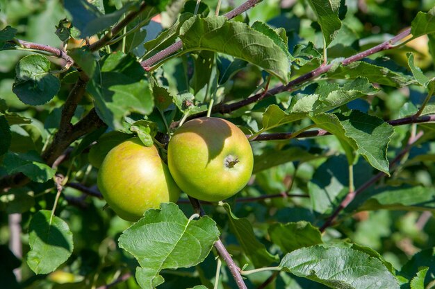 Foto primer plano de la fruta que crece en el árbol