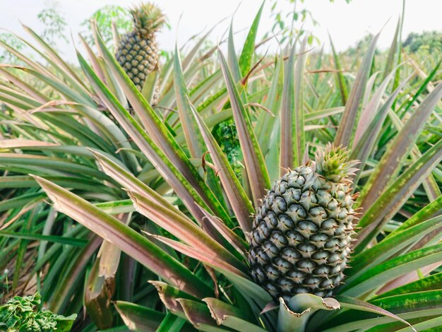 Foto primer plano de la fruta que crece en el campo