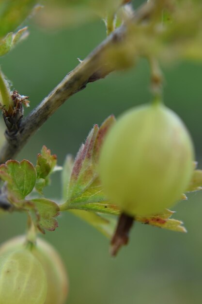 Foto primer plano de la fruta que crece en la planta