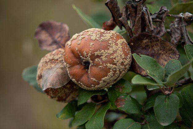 Foto primer plano de la fruta que crece en la planta