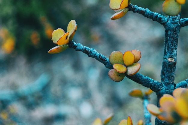 Foto primer plano de la fruta que crece en la planta