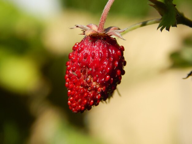 Foto primer plano de la fruta roja