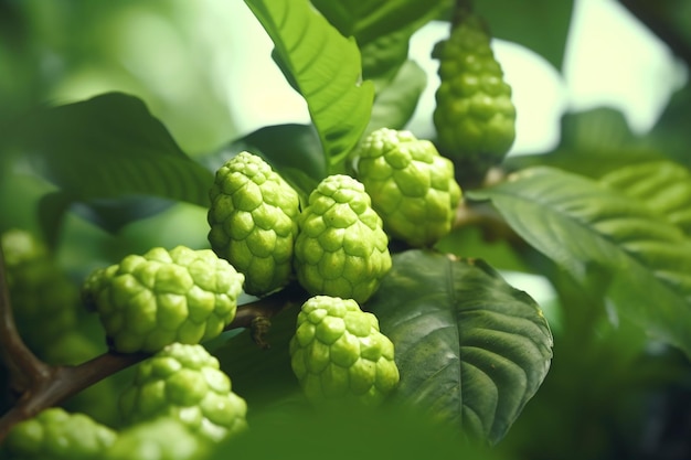 Un primer plano de una fruta verde en un árbol