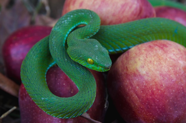 Foto primer plano de la fruta verde