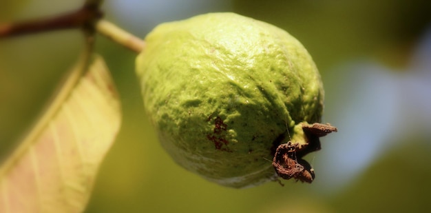 Foto primer plano de la fruta