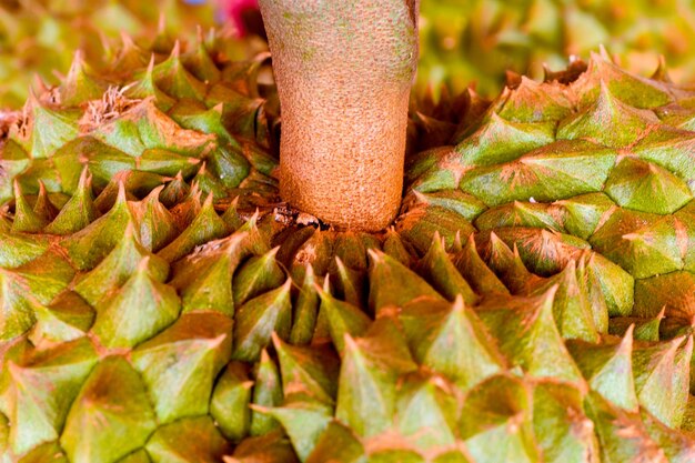 Foto primer plano de la fruta