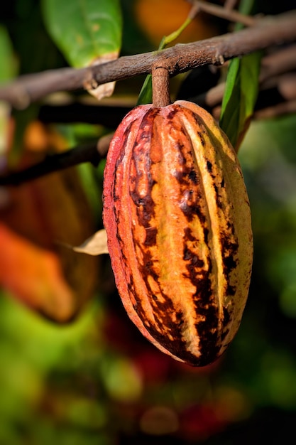 Foto primer plano de la fruta