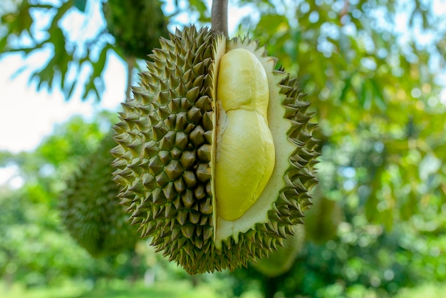 Foto primer plano de la fruta