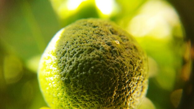 Foto primer plano de la fruta