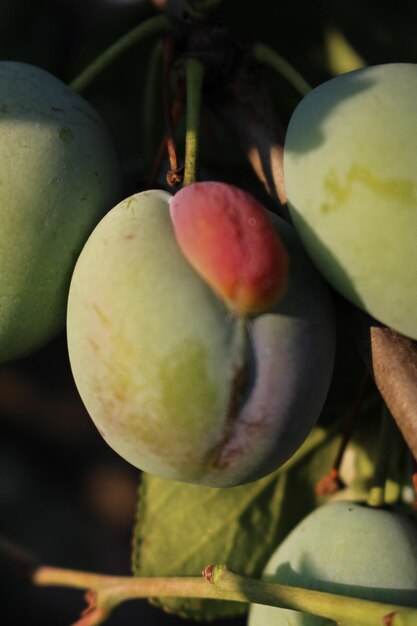 un primer plano de una fruta