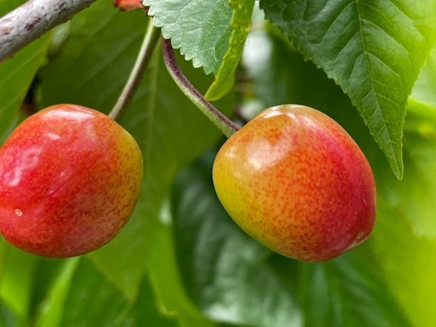 Primer plano de las frutas en el árbol