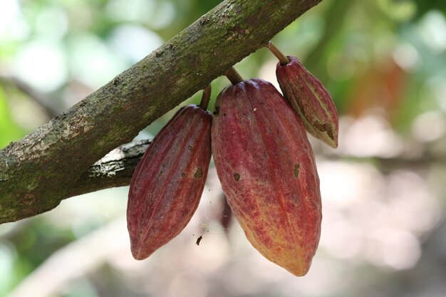 Primer plano de las frutas en el árbol