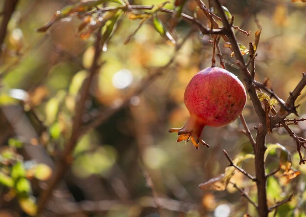 Primer plano de las frutas en el árbol