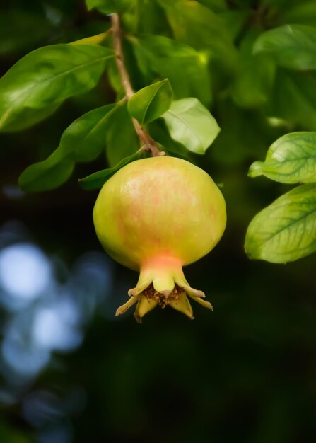 Foto primer plano de las frutas en el árbol