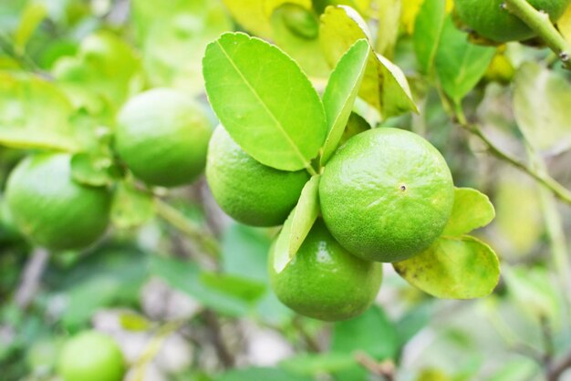 Foto primer plano de las frutas en el árbol