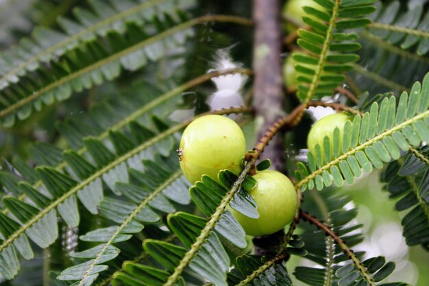 Foto primer plano de las frutas en el árbol