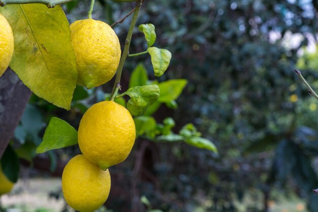 Primer plano de las frutas en el árbol